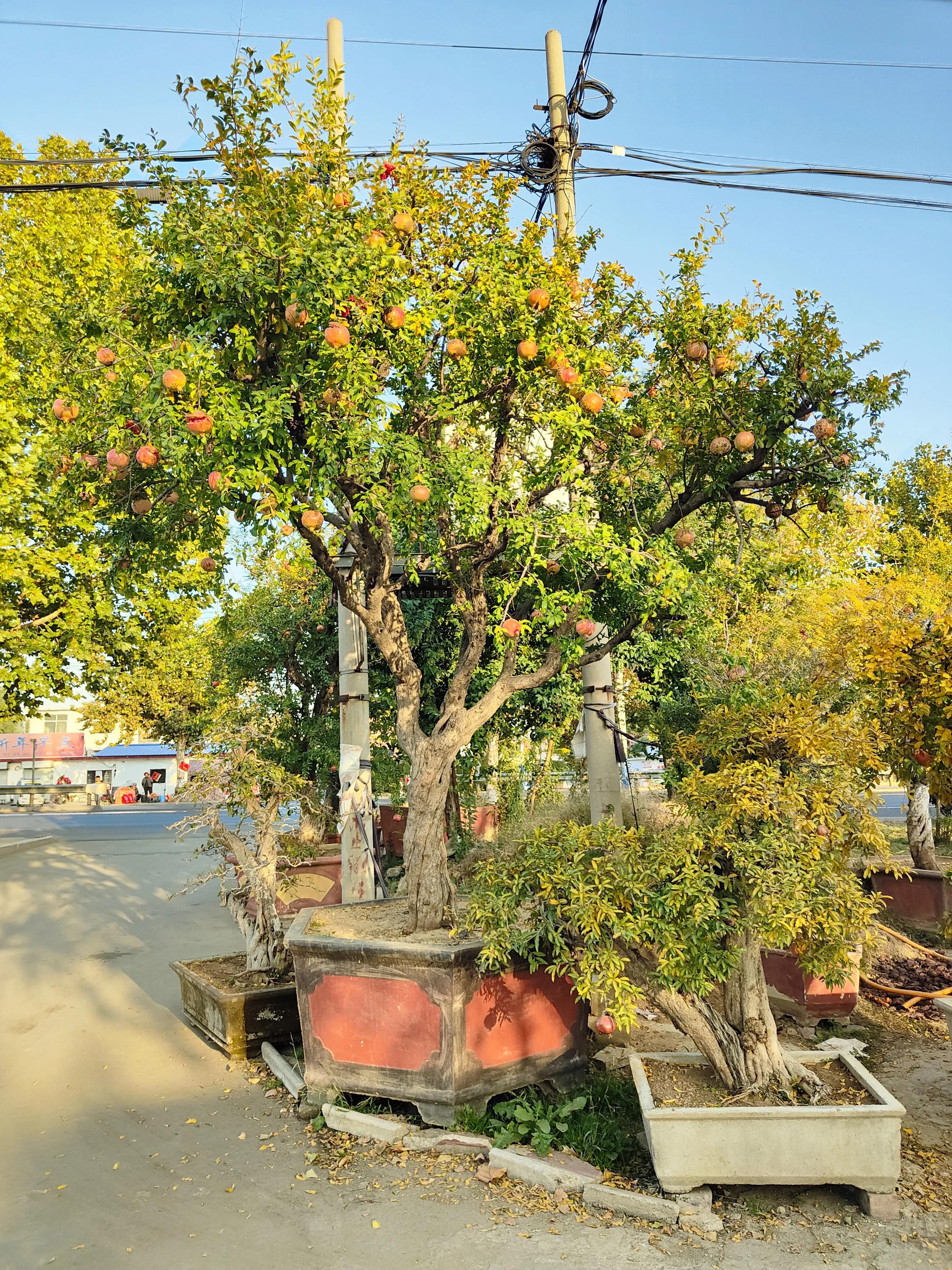 枣庄市峄城区万亩石榴园景点,枣庄世界上最大的石榴园