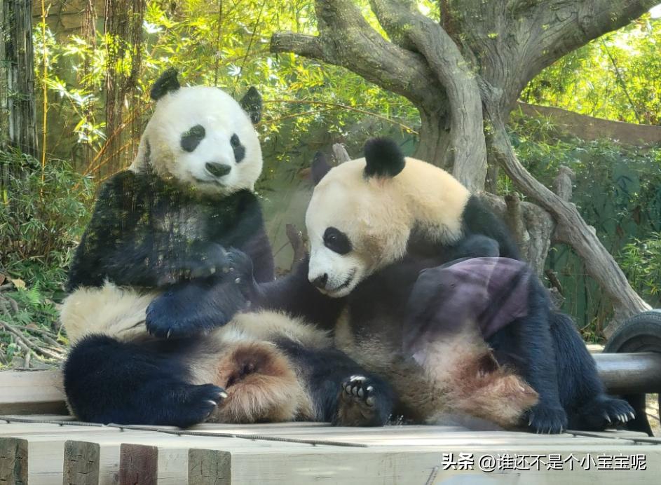 梅清大熊猫小时候去长隆视频,大熊猫梅清短腿