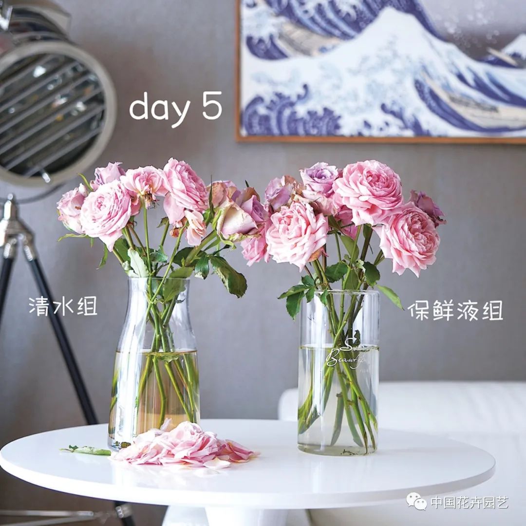 “蓝盆友”送给花朵的新春礼物|“花·礼”专题