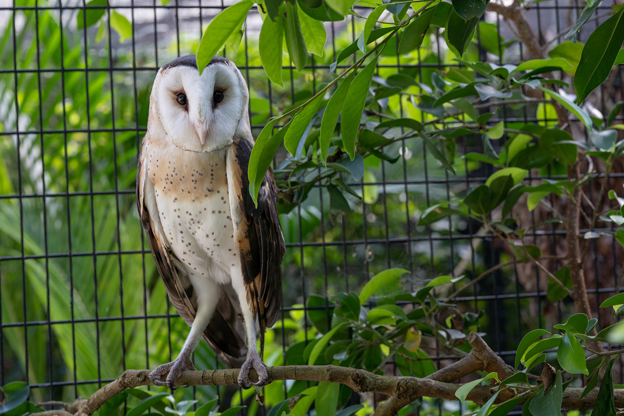 猴面鹰被人发现,猴面鹰有多可怕