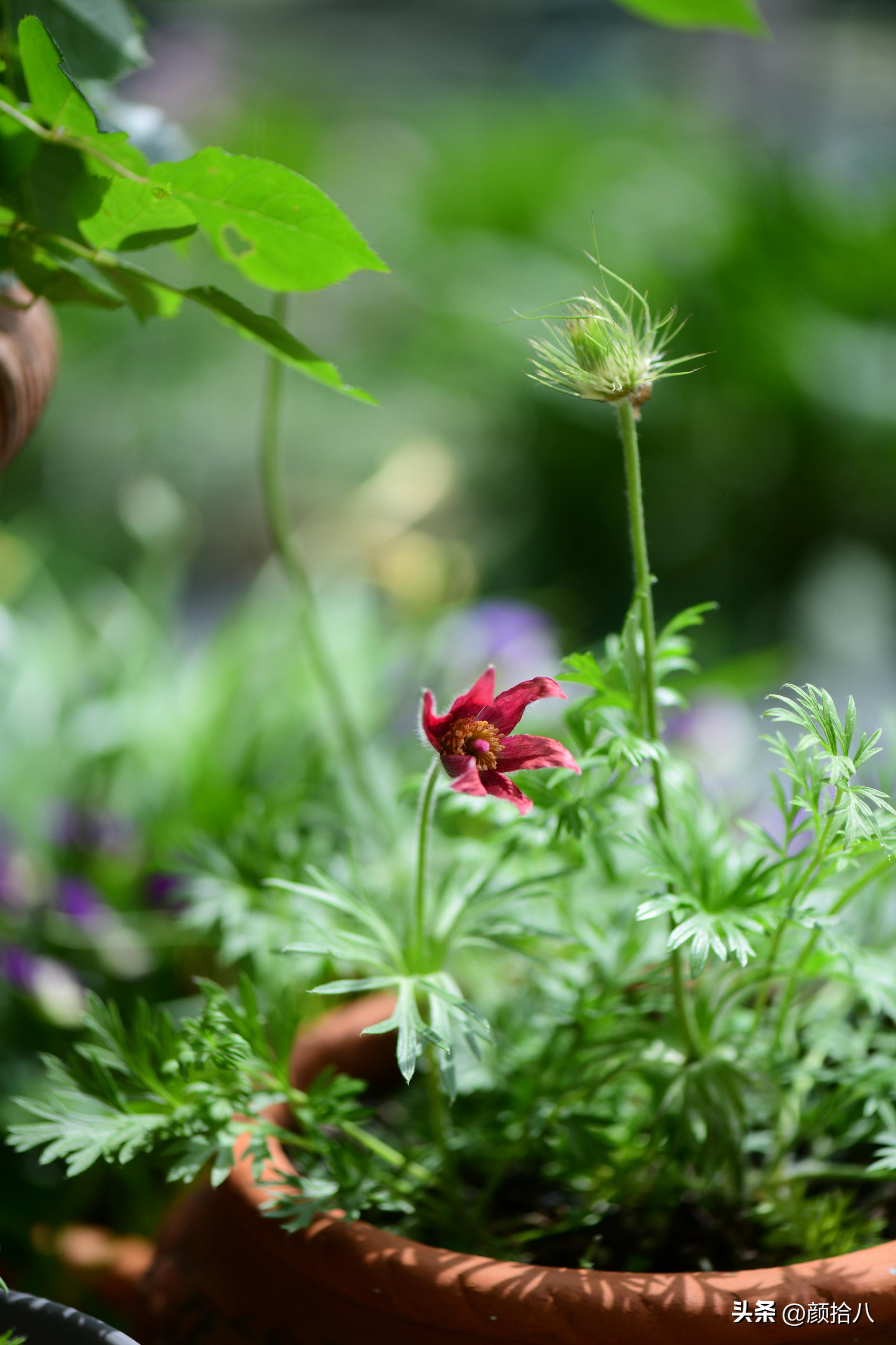 这两年挑战的一些小众球根植物，有收获也有失败|园丁