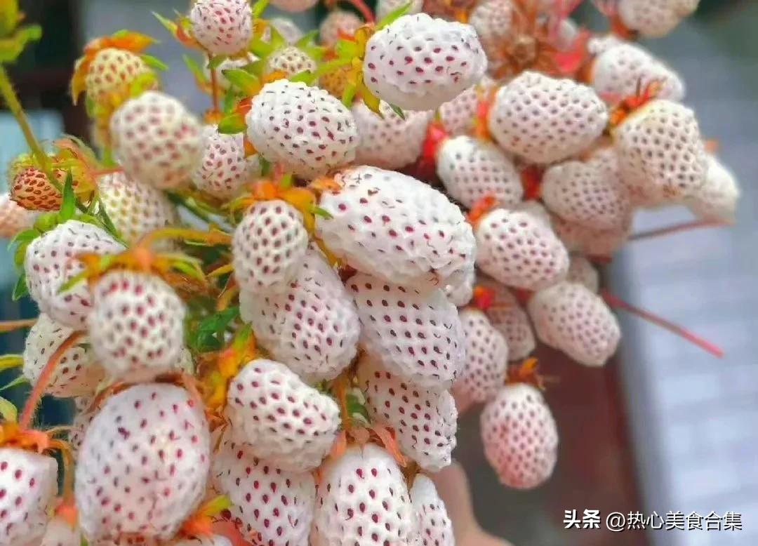 奇葩水果你见过但你肯定没吃过,奇葩水果图鉴你能认得出几种呢