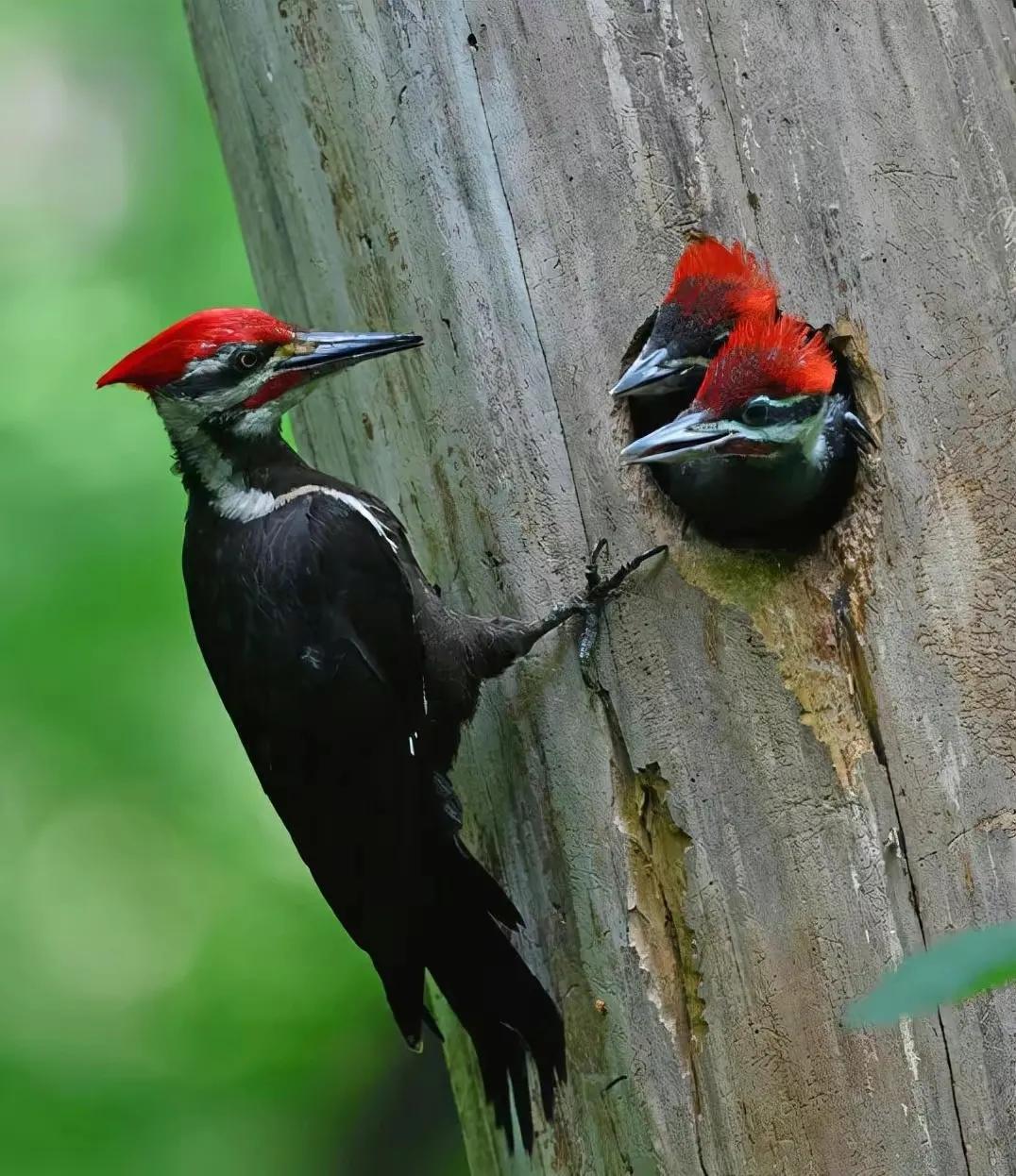 鸟在窝里为什么不会被雨淋到,下雨了鸟为什么不飞