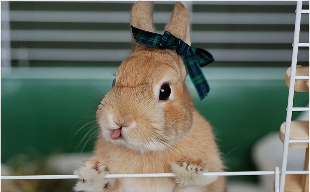 兔子拉软便但是精神很好,兔子软便很臭怎么办