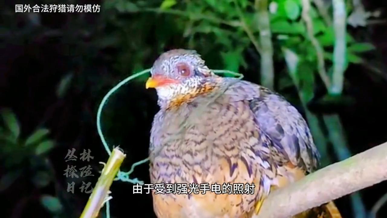 越南野鸡泛滥，只需晚上用套索套住脖颈就可捕获，一次三只