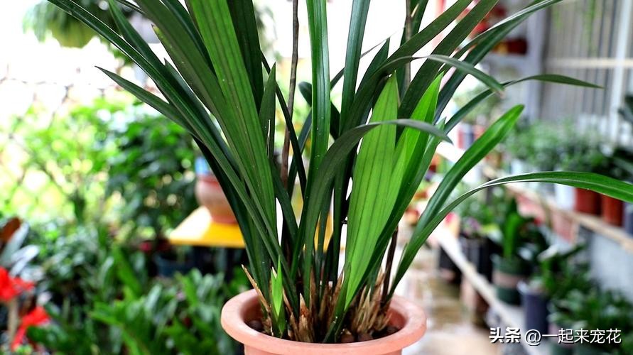 兰花叶片油绿,养长花苞兰花谨记好3点避免消苞