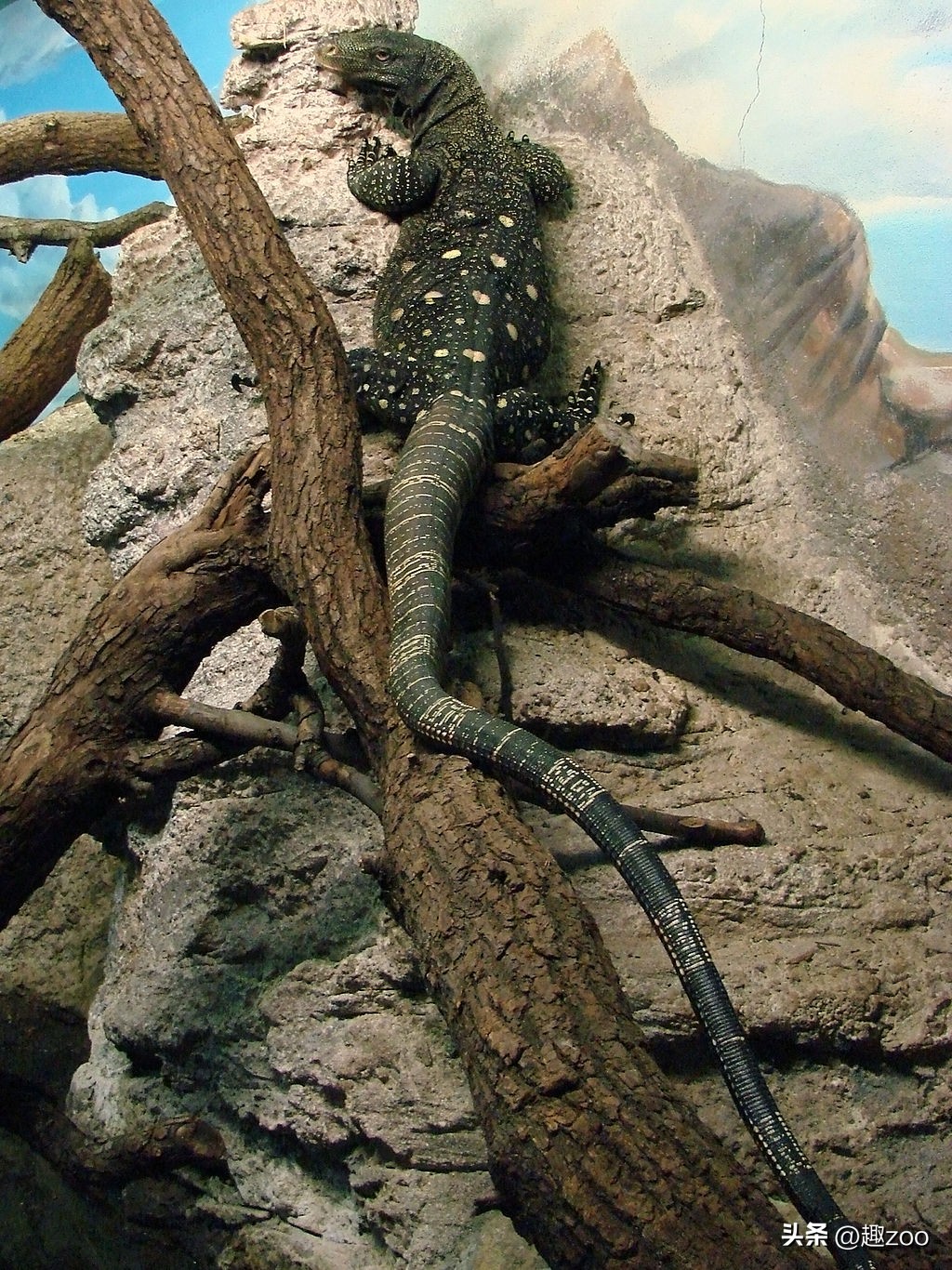 全球公认十大凶猛的动物蜥蜴,世界十大恐怖蜥蜴