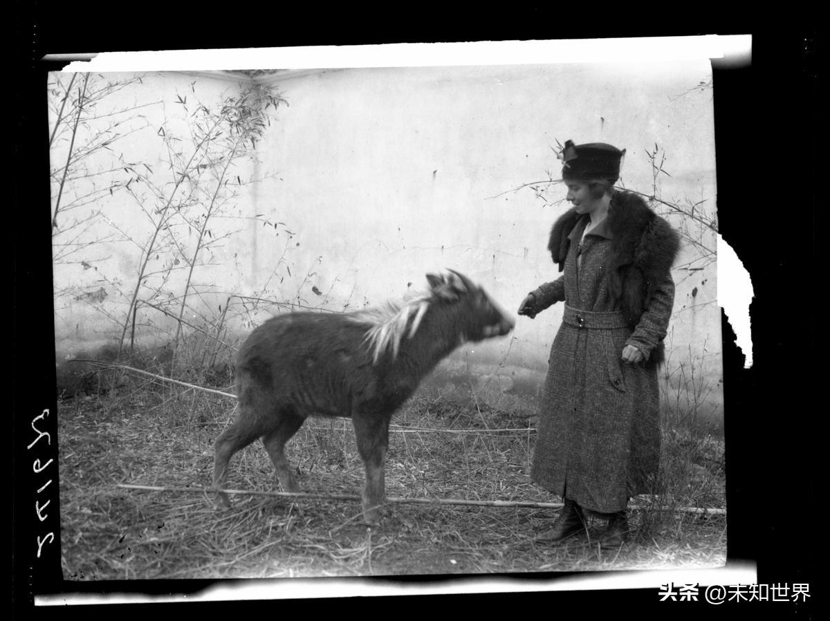 侵华日军暴行真实老照片,日本侵华暴行老照片