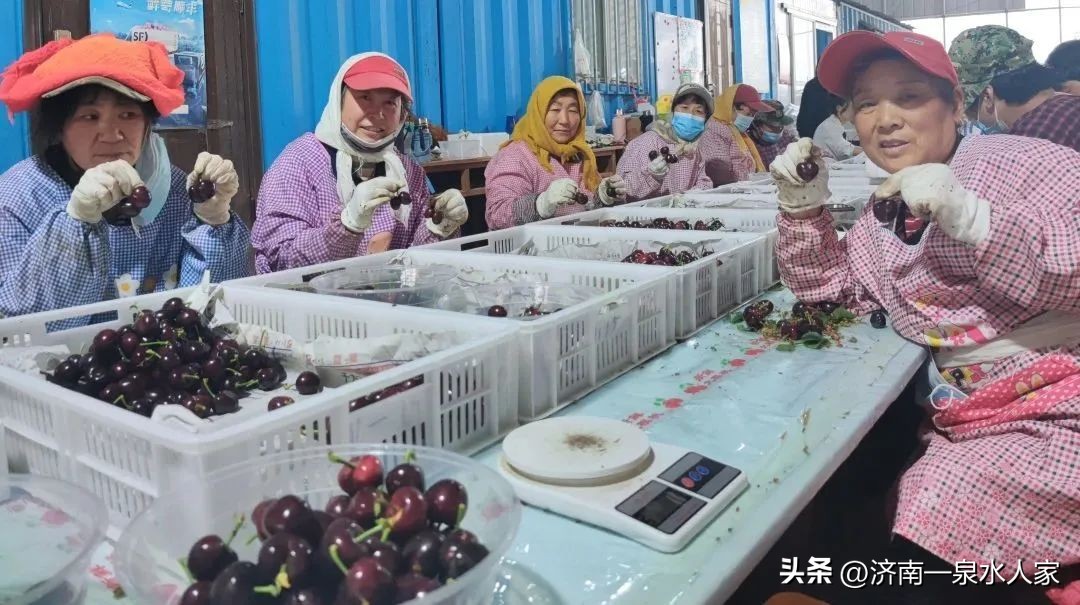 山东大樱桃舌尖上的美味,吃樱桃的季节舌尖上的味道