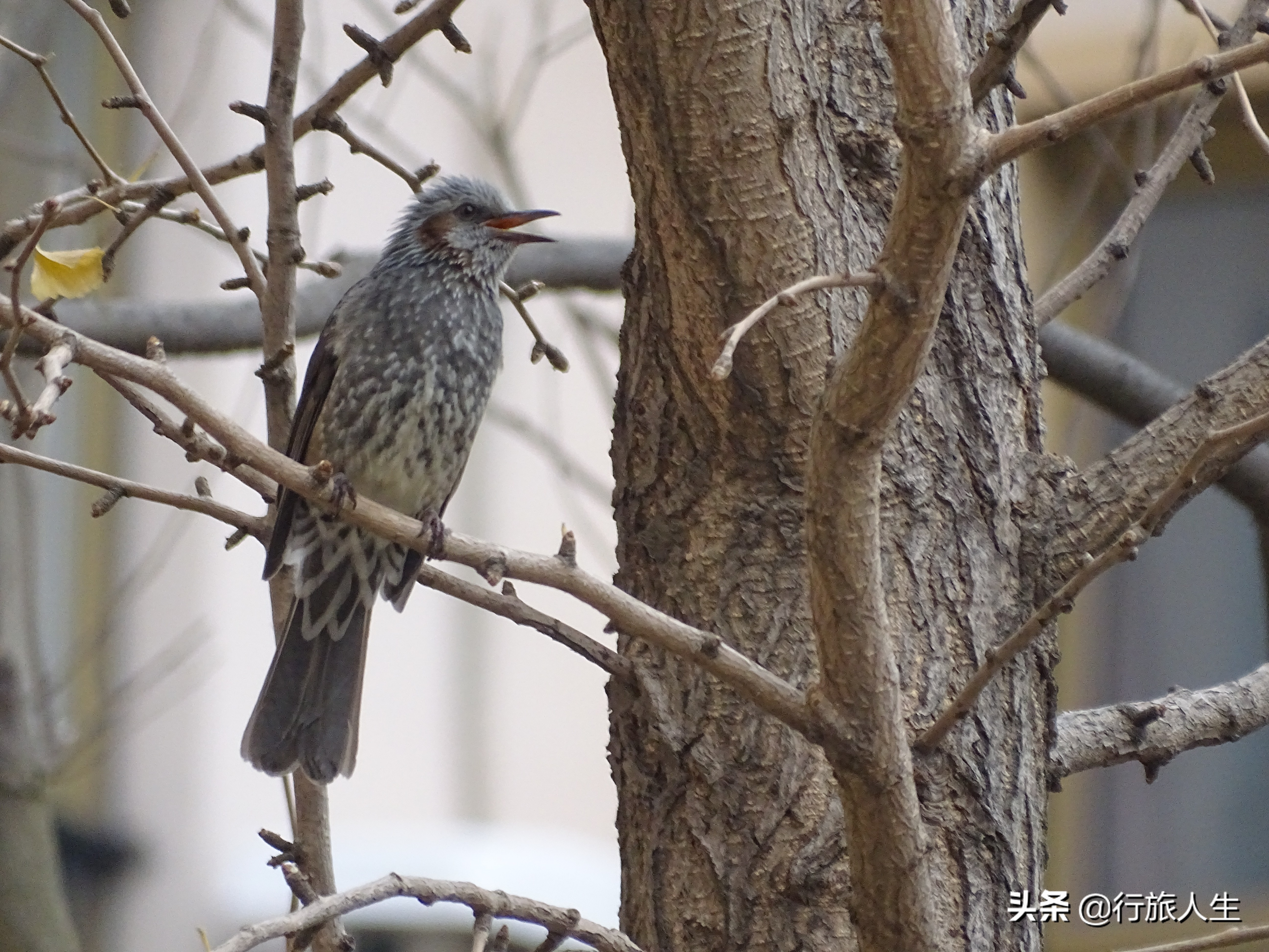 冬日的鸟儿文案,冬日鸟儿在树上图片