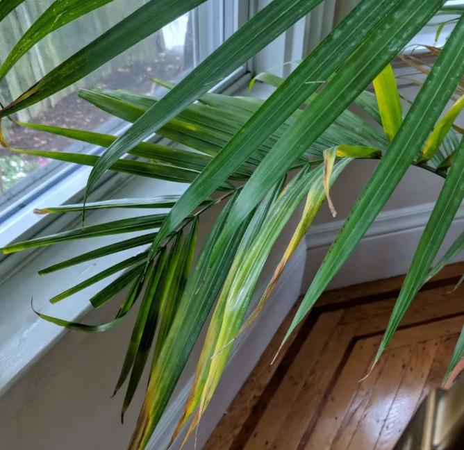 室内散尾葵上有尘土怎么办,家里的散尾葵为何黄叶