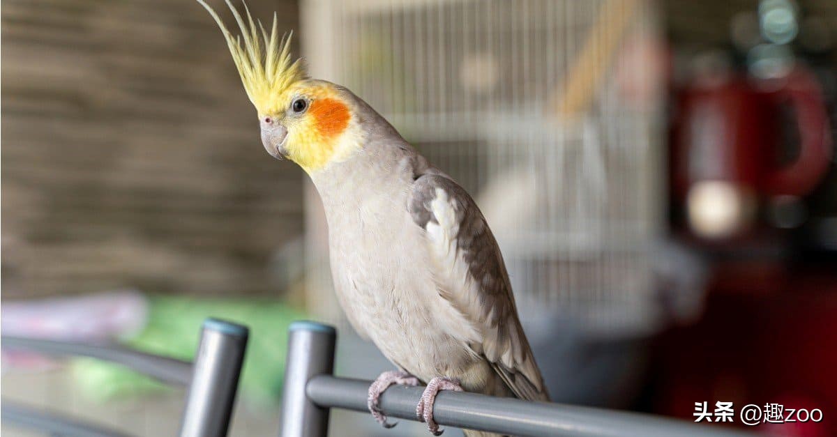 鸟类筑巢能力排名,十大鸟类实力排名