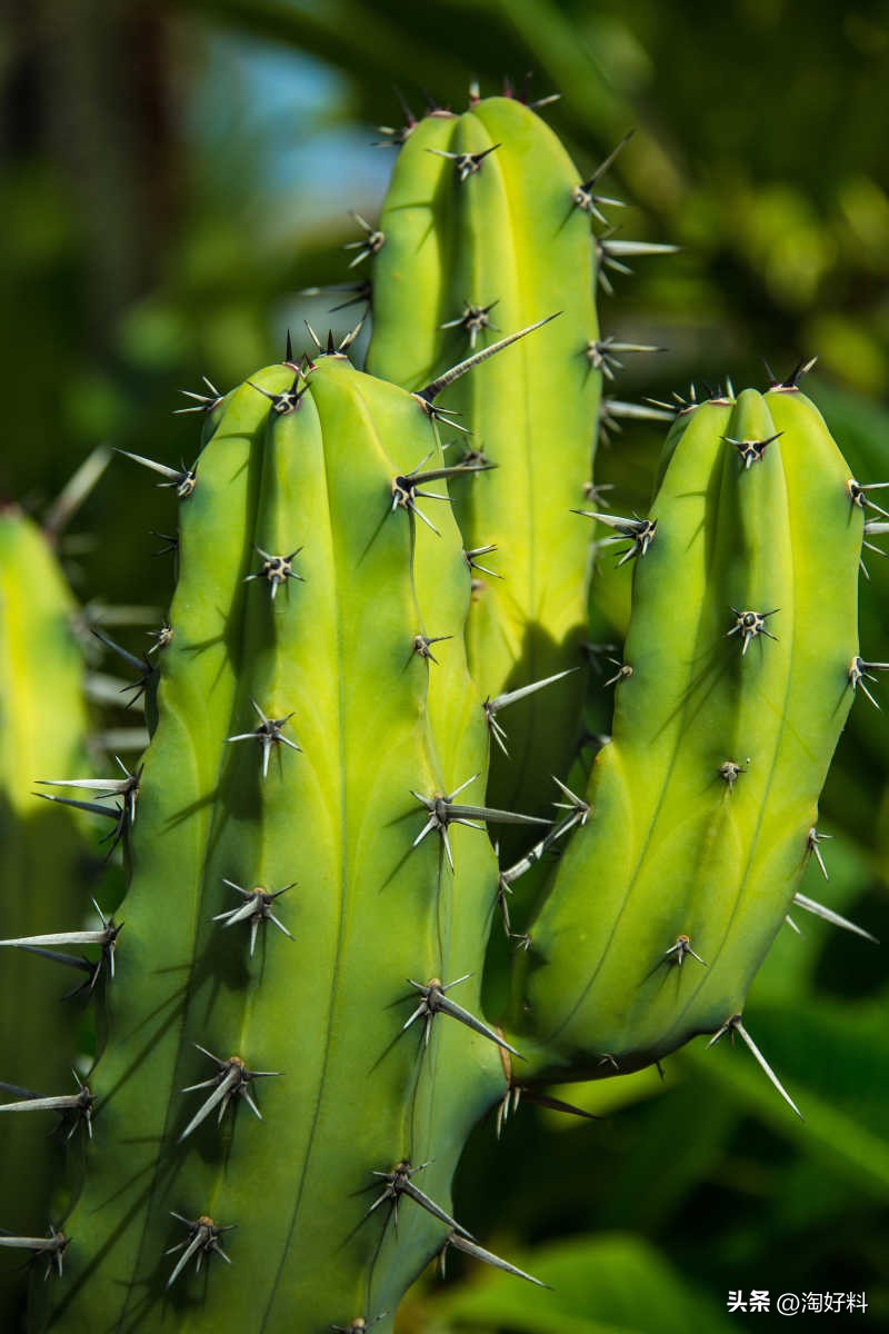 合作养殖鸡骗局,合作养殖鸡苗有上当受骗的吗