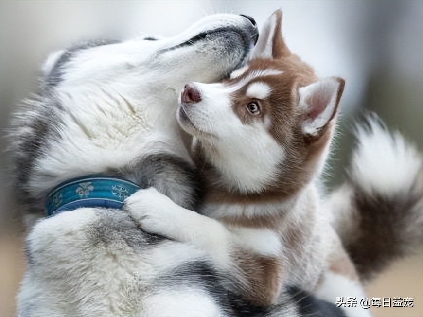 母狗一定要做绝育吗,母狗到底要不要绝育呢