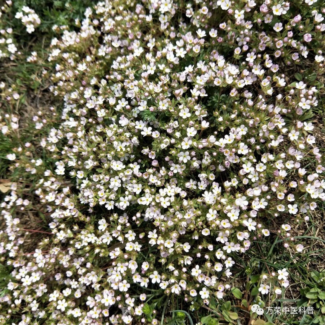植物幼苗的发展过程详细,植物的幼苗在生长过程中