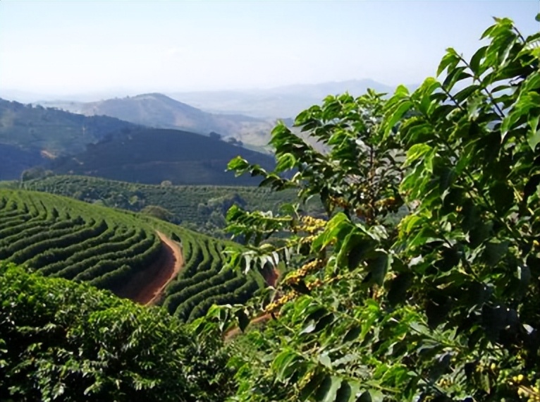 云南的小粒咖啡到底有多出名,云南最好的小粒咖啡是哪里产的