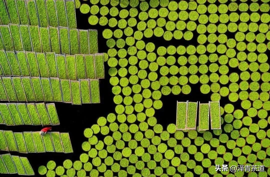 福建中国茶叶第一大省,中国茶叶排名第一省