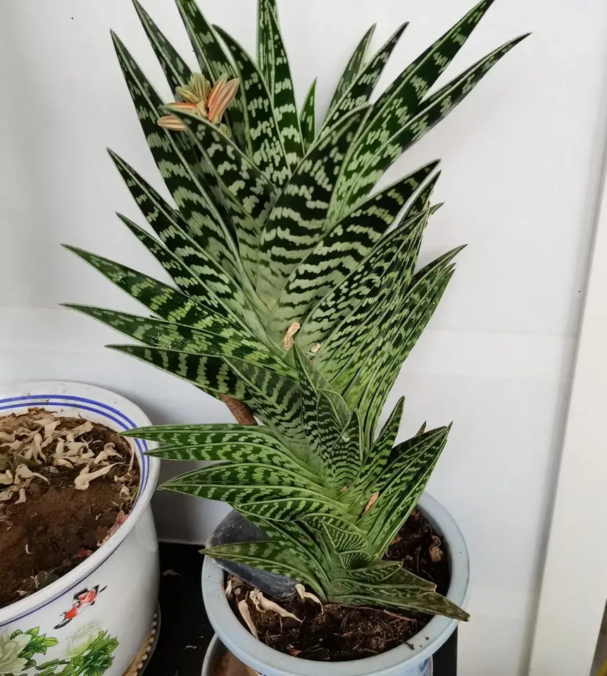 喜欢养花的人都会养什么花,喜欢养花的能不能养猫