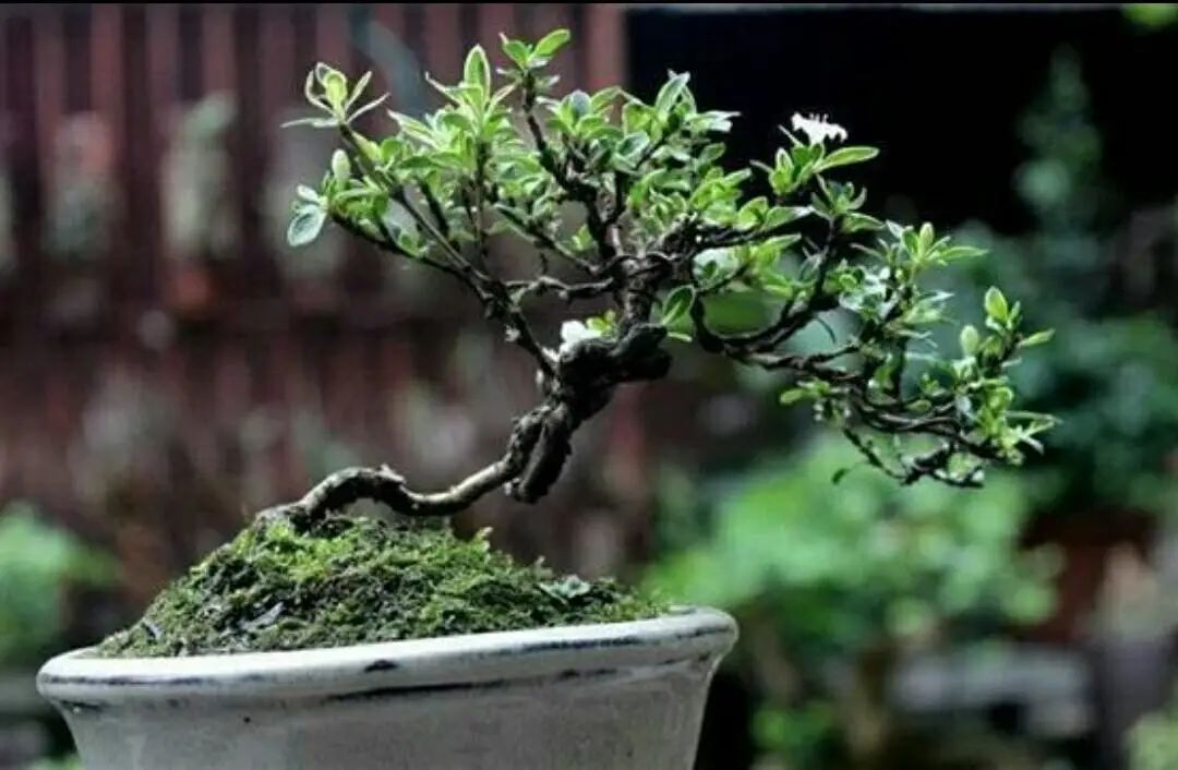 苔藓盆景怎么养水苔,苔藓盆景的养殖方法解答