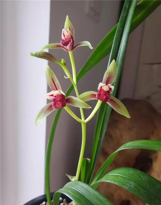 建兰的奇花有哪些,国兰第一红素兰花