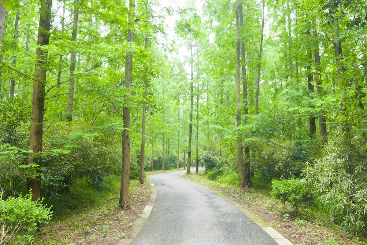 上海市区森林秘境,上海这些景区值得一去