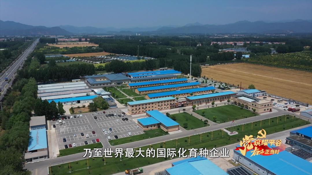 【*党**旗耀平谷奋斗正当时】微视频丨孙皓：播撒增收致富的“金种子”