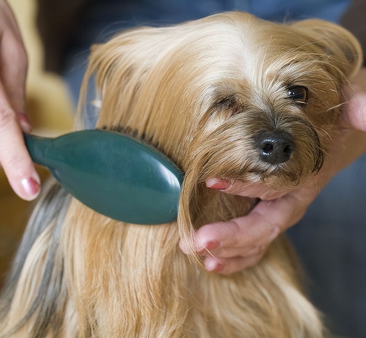 为什么狗狗不喜欢强制跟主人亲亲,狗狗不亲近其他人