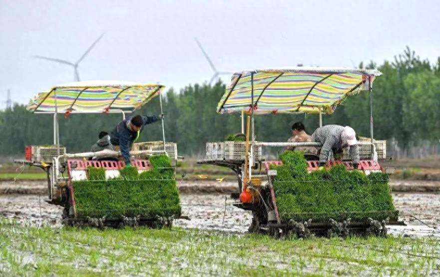 津川食味稻,津川1号柑橘
