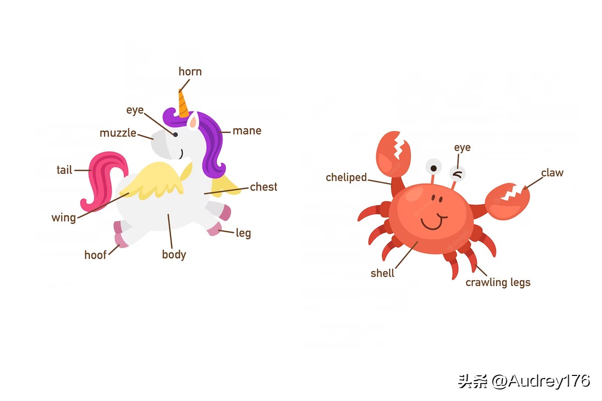 动物部位英语单词,动物身体器官英语单词大全