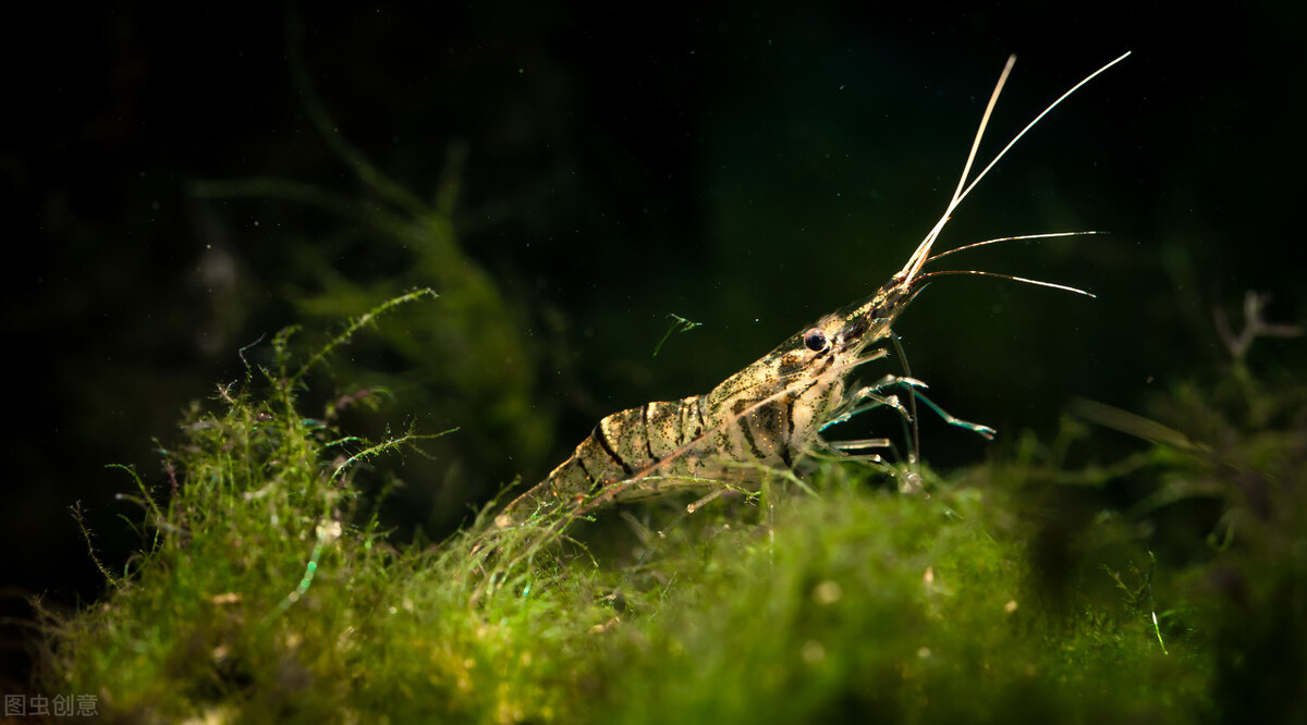 土池养黄鳝一亩需要多少种苗,水泥池塘养殖黄鳝