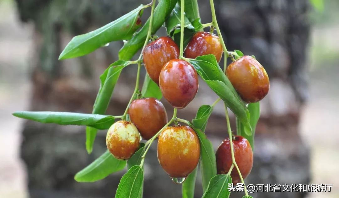 河北没有特色美食是什么,河北真的没有美食吗