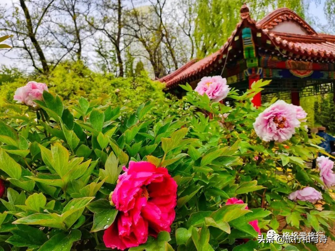 大连劳动公园相亲角,大连劳动公园唱歌的