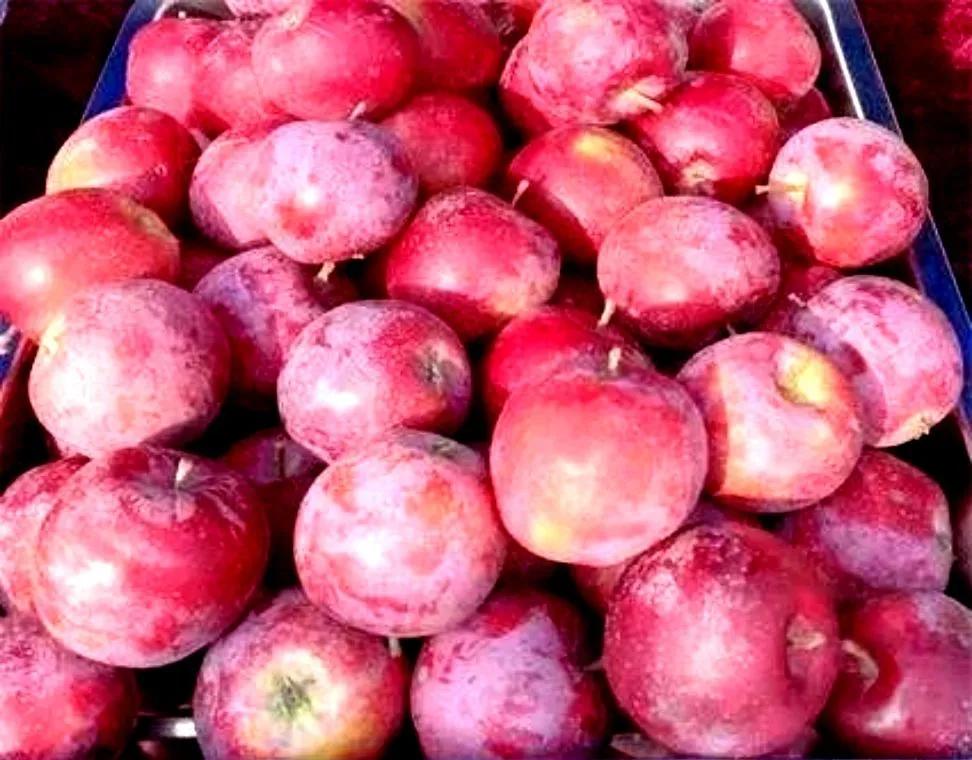 我亲身经历的社会事件作文,社会经历和感悟