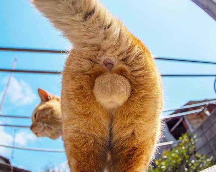 为什么母猫在交配结束后，会攻击公猫？