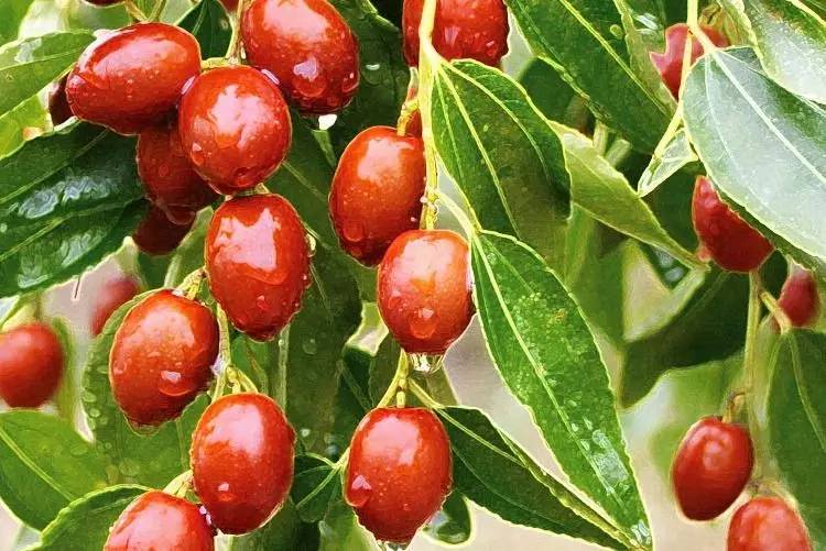 德州美食德州扒鸡,德州扒鸡是哪里特色美食