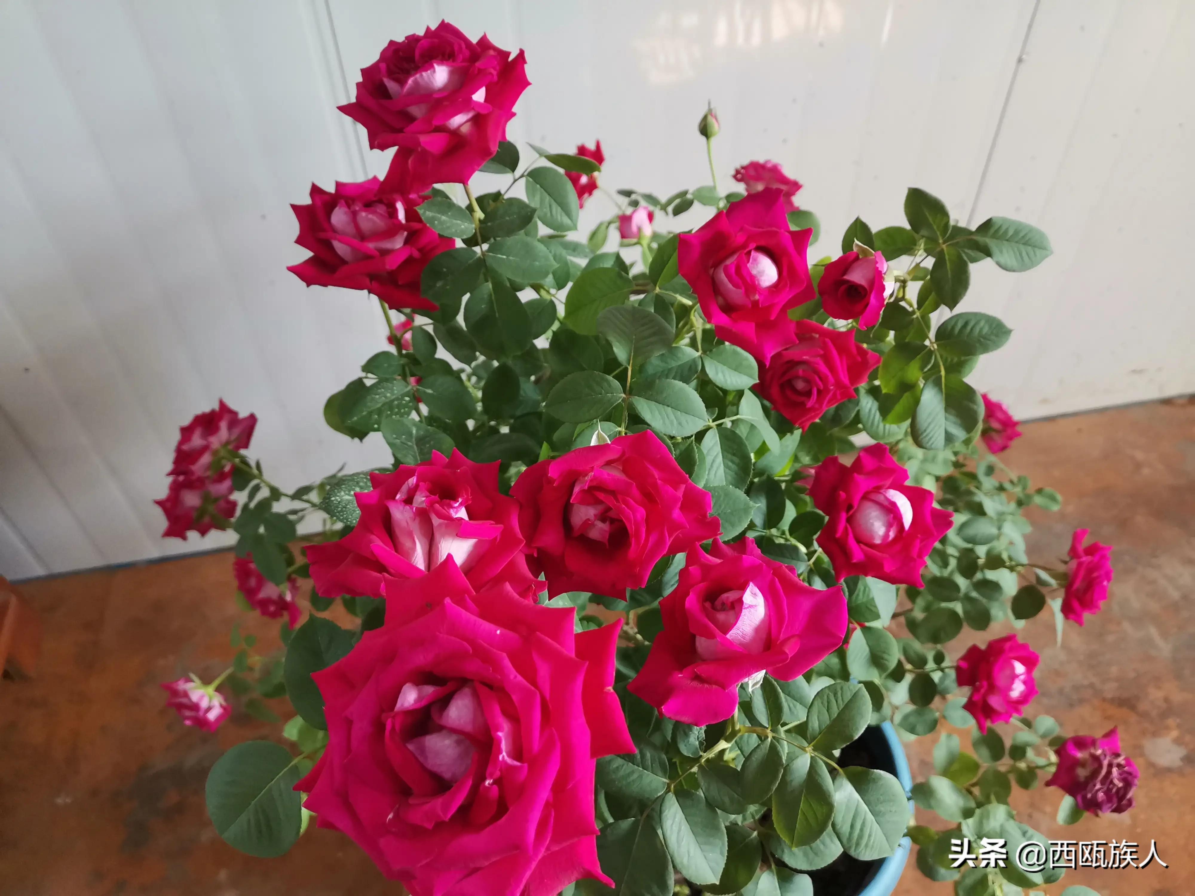 月季花最佳观赏时间,月季花鲜切花养护方法