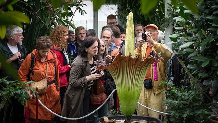 巨花魔芋真的很臭吗,北京巨魔芋开花