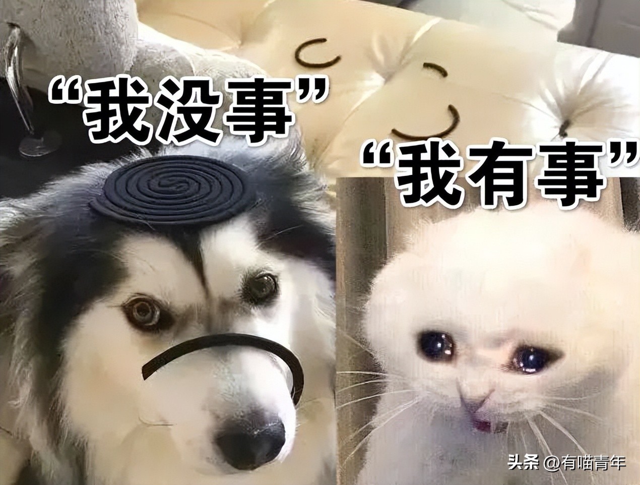 养猫有什么办法驱蚊子,养猫不可以用蚊香怎么驱蚊