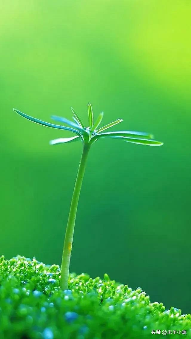 最美的手机壁纸大全,养眼养心的壁纸