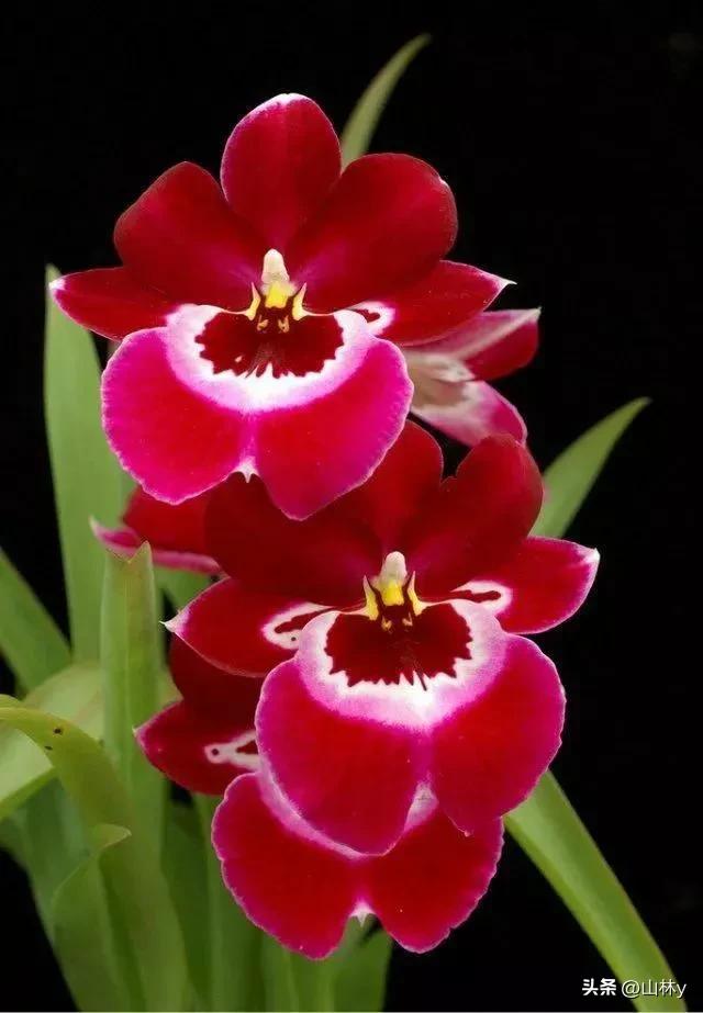 十大绝美花朵,绝美花朵视频