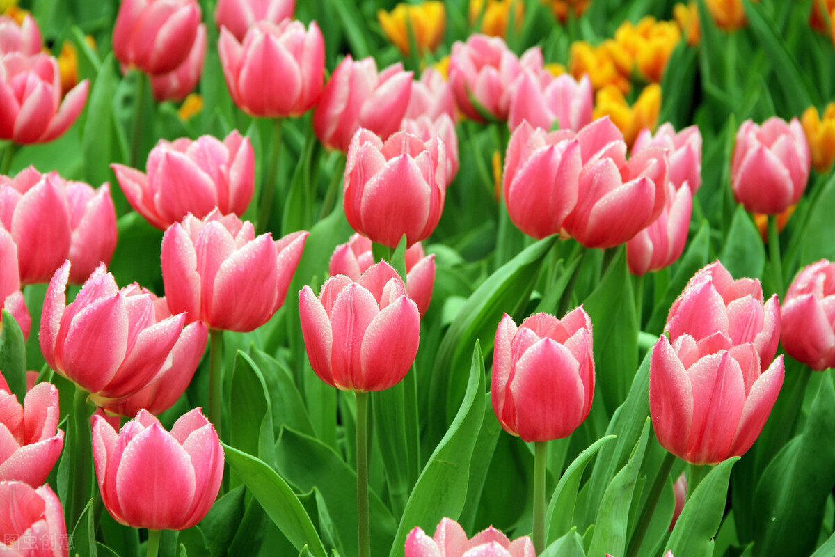 34岁男子相亲59次均失败,31岁男子相亲几十次均失败