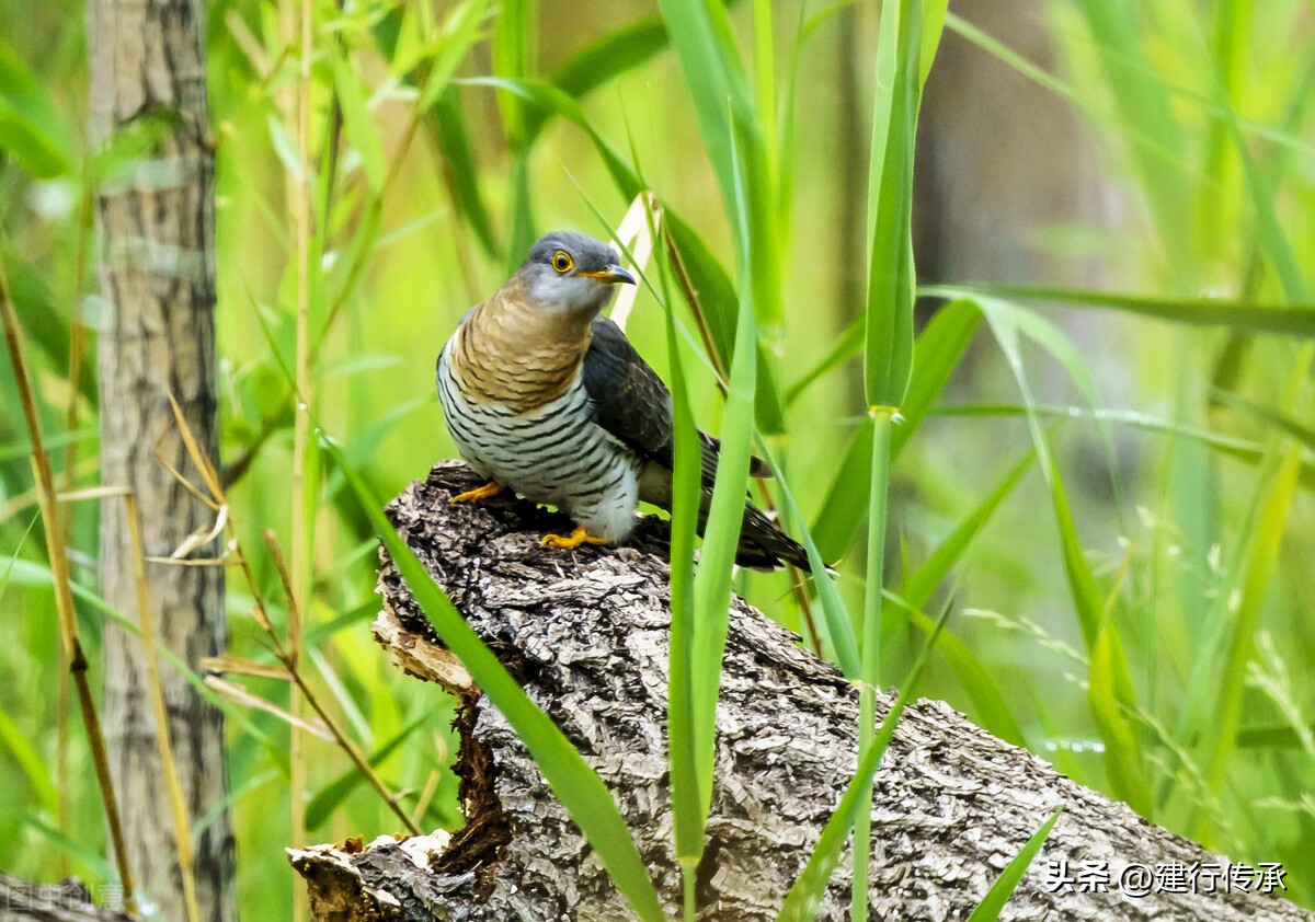 二十四节气谷雨国画,二十四节气谷雨古诗