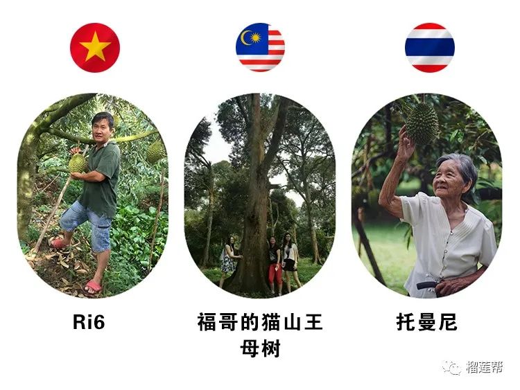 开一个38元榴莲店怎么样,开一家关于榴莲的店