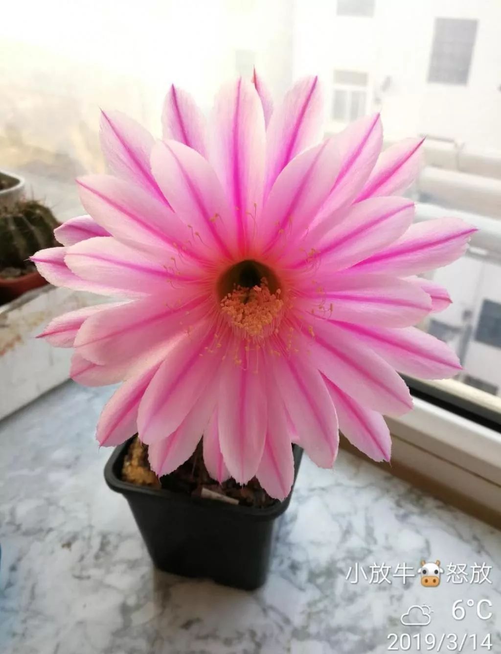 200种·仙人球开花图鉴，大开眼界，美到爆