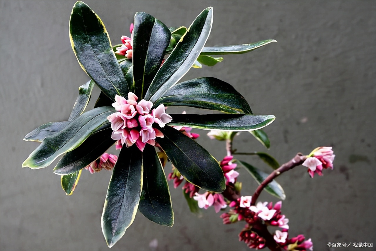 封闭阳台适合养什么花不死,从风水角度看封闭阳台养什么花好