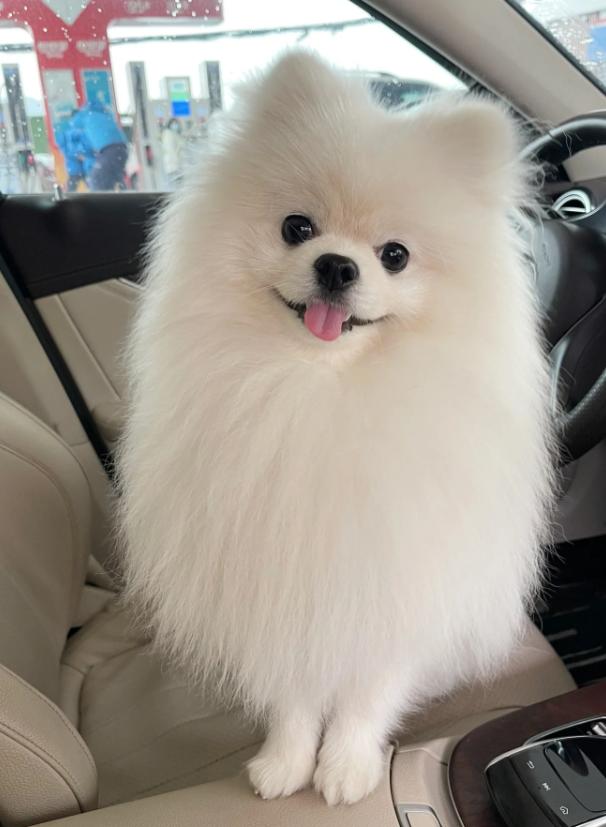 黑白相间的小型犬有什么品种,爱斯基摩犬小型犬品种大全