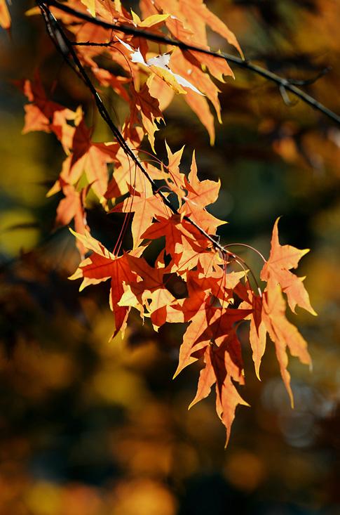 静谧浅秋唯美散文,散文十月愿一切美好如约而至