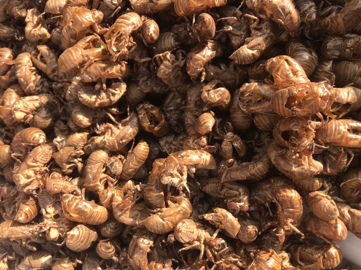 血虚风燥荨麻疹的食疗方法,血虚风燥型荨麻疹中药方