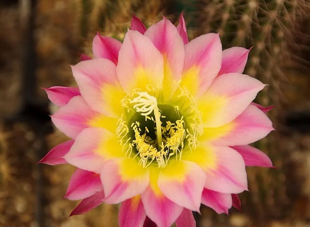 200种·仙人球开花图鉴，大开眼界，美到爆