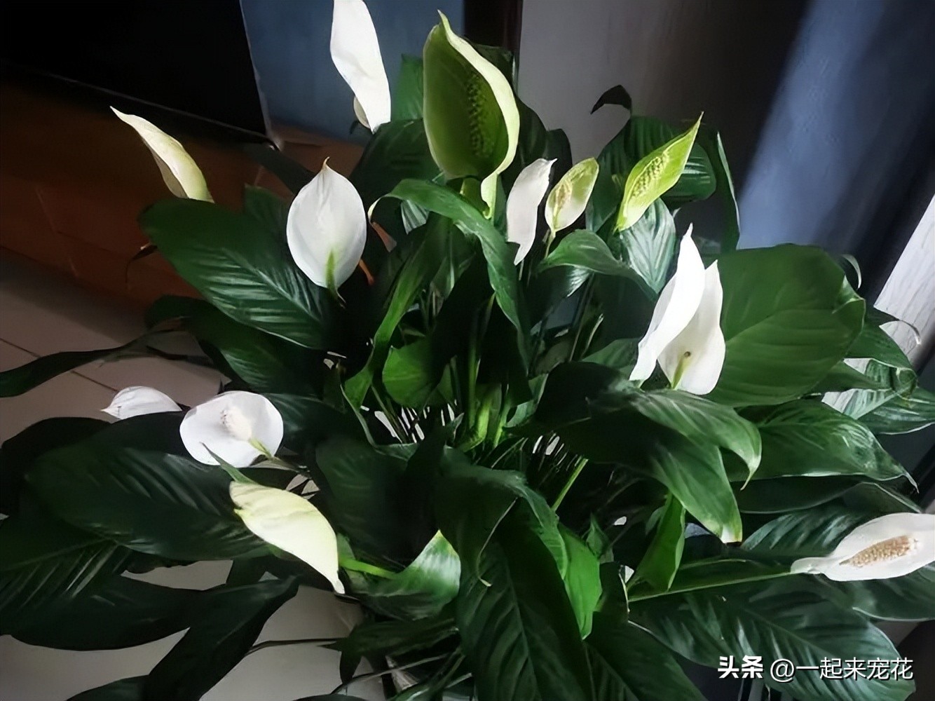 6种花冬季不要晒太阳,这5种花晒不死太阳越大开花越多